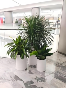 宁波花卉租摆哪家好